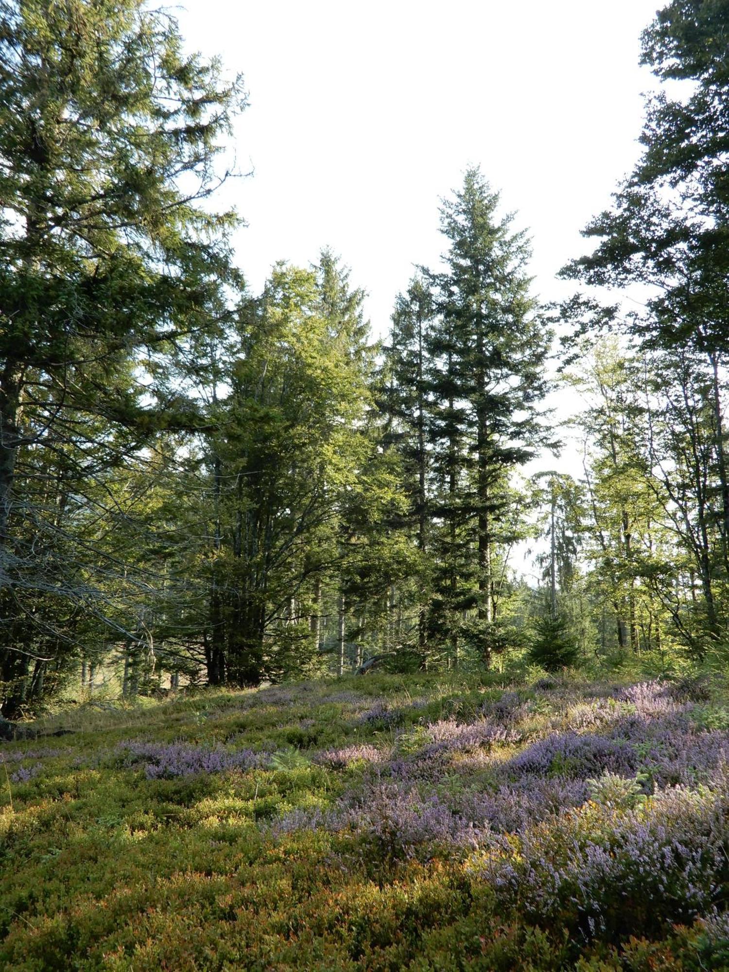 Gartenferienhaus "Annaluise" Schonau im Schwarzwald Luaran gambar